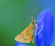 Продам объектив Tamron AF SP 90 mm для Никона. 